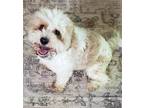 Adopt Jax a White - with Tan, Yellow or Fawn Cavalier King Charles Spaniel /