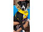 Adopt Jessica a Black Mixed Breed (Large) / Mixed dog in Georgetown