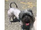 Adopt Cookie a Shih Tzu / Poodle (Miniature) dog in Brooklyn, NY (41408760)