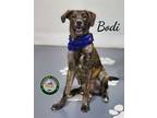 Adopt 24-04-1309 Bodi a Hound (Unknown Type) / Mixed dog in Dallas