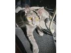 Adopt Toma a Gray or Blue (Mostly) Russian Blue / Mixed (short coat) cat in San