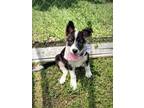 Adopt June a Mixed Breed (Medium) dog in San Leon, TX (41407770)