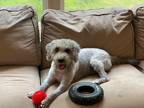 Adopt Milo a Gray/Silver/Salt & Pepper - with White Schnoodle / Mixed dog in