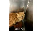 Adopt Golden Avis a Domestic Shorthair / Mixed cat in Portsmouth, VA (41408718)