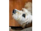 Adopt Ayanti a Tan/Yellow/Fawn Standard Poodle / Labrador Retriever dog in