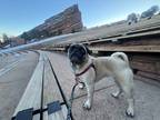 Adopt Penny a Tan/Yellow/Fawn Pug / Mixed dog in Denver, CO (41408660)