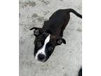 Adopt Iron Man a Black Boxer / Mixed dog in E. Brookfield, MA (41403212)