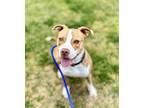 Adopt Bandit a Brindle Mixed Breed (Large) / Mixed dog in Oklahoma City