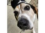 Adopt Marshall a White Treeing Walker Coonhound / Mixed Breed (Medium) / Mixed