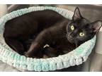 Adopt Mila a All Black Domestic Shorthair / Mixed Breed (Medium) / Mixed (short