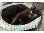 Adopt Mila a All Black Domestic Shorthair / Domestic Shorthair / Mixed cat in