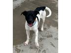 Adopt Tony a Black Terrier (Unknown Type, Small) / Shepherd (Unknown Type) /