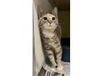 Adopt Octavia a Gray or Blue Domestic Shorthair / Domestic Shorthair / Mixed cat