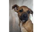 Adopt Tate a Brown/Chocolate Terrier (Unknown Type, Small) / Mixed dog in