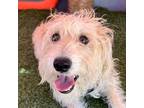 Adopt Prospero a White Glen of Imaal Terrier / Poodle (Standard) / Mixed dog in