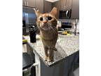 Adopt GramGram a Orange or Red Tabby Tabby / Mixed (short coat) cat in