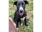 Adopt Nelson a Black - with White Great Dane / Labrador Retriever dog in Denver