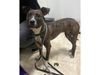Adopt Oshawott a Brindle Mixed Breed (Medium) / Mixed dog in Cincinnati