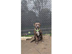 Adopt Aphrodite a Brindle Mixed Breed (Large) / Mixed dog in Cincinnati