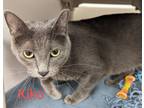 Adopt Kiko a Gray or Blue Domestic Shorthair / Domestic Shorthair / Mixed cat in
