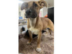 Adopt Dora a Brown/Chocolate Mixed Breed (Large) / Mixed dog in Cincinnati