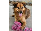 Adopt Trooper a Red/Golden/Orange/Chestnut Mixed Breed (Medium) / Mixed dog in