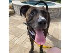 Adopt Anthony a Brindle American Pit Bull Terrier / Mixed dog in Bryan