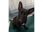 Adopt Chip a Black Belgian Malinois / Mixed dog in Taylorsville, NC (41408496)