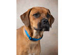 Adopt Mandala a Brown/Chocolate Boxer / Mixed dog in Atlanta, GA (41282649)