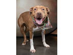 Adopt Pippin a Brown/Chocolate American Pit Bull Terrier / Mixed dog in Atlanta
