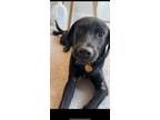 Adopt The Black Dog a Black Mixed Breed (Medium) dog in New York, NY (41291769)