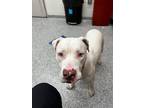 Adopt Fuzzy Socks a White American Pit Bull Terrier / Mixed Breed (Medium) /