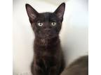 Adopt Clark a All Black Domestic Mediumhair / Domestic Shorthair / Mixed cat in