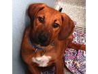 Adopt Antonio a Red/Golden/Orange/Chestnut Hound (Unknown Type) / Mixed dog in
