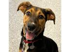 Adopt Sansa a Black Hound (Unknown Type) / Mixed dog in Naperville