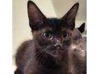 Adopt Brent a All Black Domestic Mediumhair / Domestic Shorthair / Mixed cat in