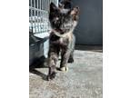 Adopt Patricia a All Black Domestic Shorthair / Domestic Shorthair / Mixed cat