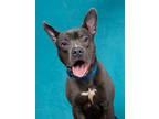 Adopt Feenie a Gray/Blue/Silver/Salt & Pepper American Pit Bull Terrier / Mixed