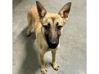 Adopt RACHEL a Tan/Yellow/Fawn German Shepherd Dog / Mixed dog in San Antonio