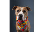 Adopt BAMBI a Tan/Yellow/Fawn American Pit Bull Terrier / Mixed dog in Atlanta