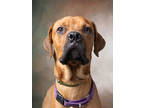 Adopt Prism a Brown/Chocolate Boxer / Mixed Breed (Medium) / Mixed (short coat)