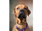 Adopt Prism a Brown/Chocolate Boxer / Mixed dog in Atlanta, GA (41282650)