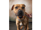 Adopt Stewie a Brown/Chocolate Boxer / Mixed Breed (Medium) / Mixed (short coat)