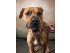 Adopt Stewie a Brown/Chocolate Boxer / Mixed dog in Atlanta, GA (41314466)