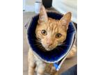Adopt Ralphie a Orange or Red Tabby Domestic Shorthair (short coat) cat in