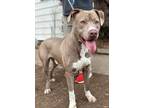 Adopt Harry a Tan/Yellow/Fawn - with White American Pit Bull Terrier dog in