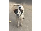 Adopt Neo a White - with Brown or Chocolate Australian Shepherd / Mixed dog in