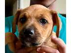Adopt Jewel Disney Wish litter a Tan/Yellow/Fawn Cattle Dog dog in Acworth
