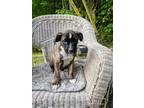 Adopt Frank Kennedy Gone with the wind litter a Brindle Australian Shepherd /