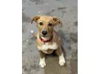 Adopt Tobias a Brown/Chocolate - with White Labrador Retriever dog in Richmond